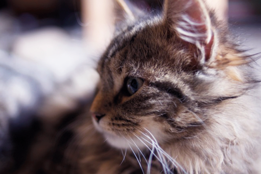 Einstein. Our gorgeous cat. Missed everyday